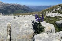Purple flowers grow out of the limestone
