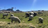 Sheep on the Gamserrugg