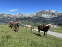 Some curious young cows grazing in front of Säntis