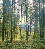 Tall trees on the slopes of the Schauenberg