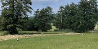 There are a lot more storks in the Pfa...ffikersee Naturschutzgebiet this year