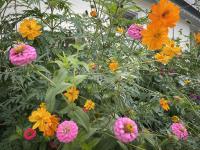 Zinnias in Ettenhausen
