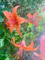 Tiger Lilies on the Isola di Brissago