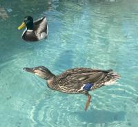 Two ducks enjoy a bath in the large fountain in the Lindenhof