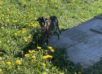 A baby goat on the Sternenberg