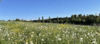 A field of dandelions with white mountains