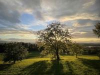 A tree in Oberbalm absorbs the sunset