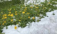 Snowy dandelions on top of the Sattelegg