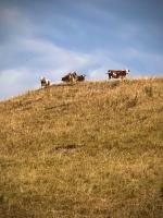 Some cows on a hilltop in Aargau