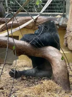 A gorilla pondering life at the Zürich Zoo